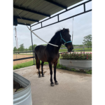 The kiwi horses