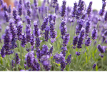 FrenchLavender