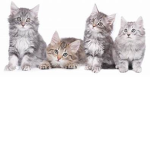 BoxCats