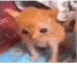 orange cat!!1!