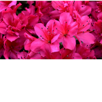 Pink.flower squad