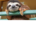 SLOTH FAMILY <3
