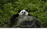 pandas sloths and turtles