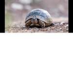 Tortugaaa