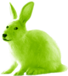 We Are Doge Bunny