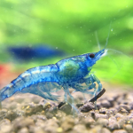 shrimp city baller