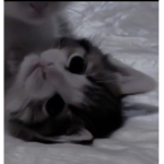 cats are cute as hell