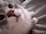 we_luvcats20