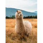 #llamas forever!