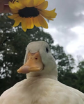 Really cute ducks