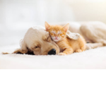 Kitten and dog group