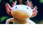 do you love axolotl
