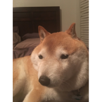 Anonymous Doggos