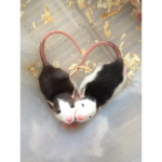 robuggs3