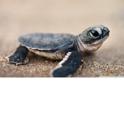 turtle army