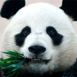Pandas Nature