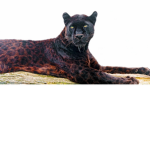 BlackLeopard75