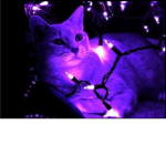O~KittyCats~O