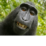 Monke Team :)