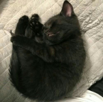 lacipaws