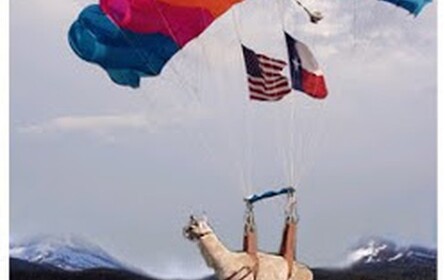 1st Alpaca Airborne Division Recruting Acadamy