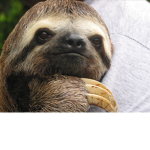 the sloth team