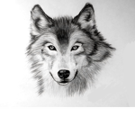 NightyFOX