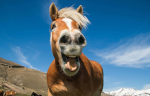 The_Amazing_Horse_Club