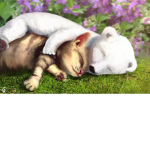 Polar bears and warrior cats