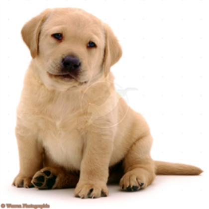 01532-Yellow-Labrador-pup-white-background Roblox decal