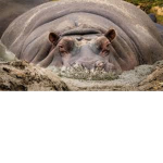 hippo hehe :)