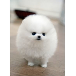Puppy squad so yea JOIN Pls