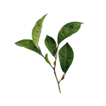 Green Leaf Society