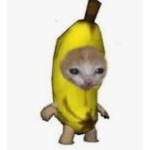 ZDgroop