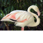 HELLO MR FLAMINGO