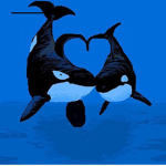 Killer Whales Are Awesome!