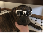 Dogs shades
