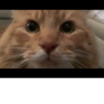 Bucky cat