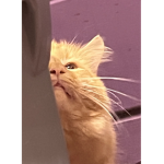 El Gato ;-;