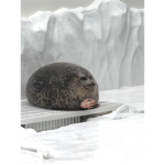 Me having friends or no friends