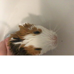 Jules the cow