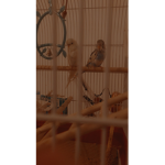 Parrots hops