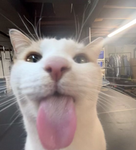 wowwie.. cats!