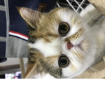 ドミヌスグループ