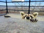 racoon gang frfr