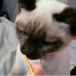 My baby kittens