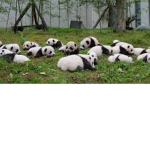 Peanut The Panda Fan Group