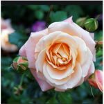 Rose Goup