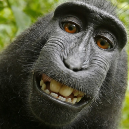 RAISE DA MONKEY