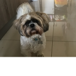 My Doggo Lou-ies fun land UwU